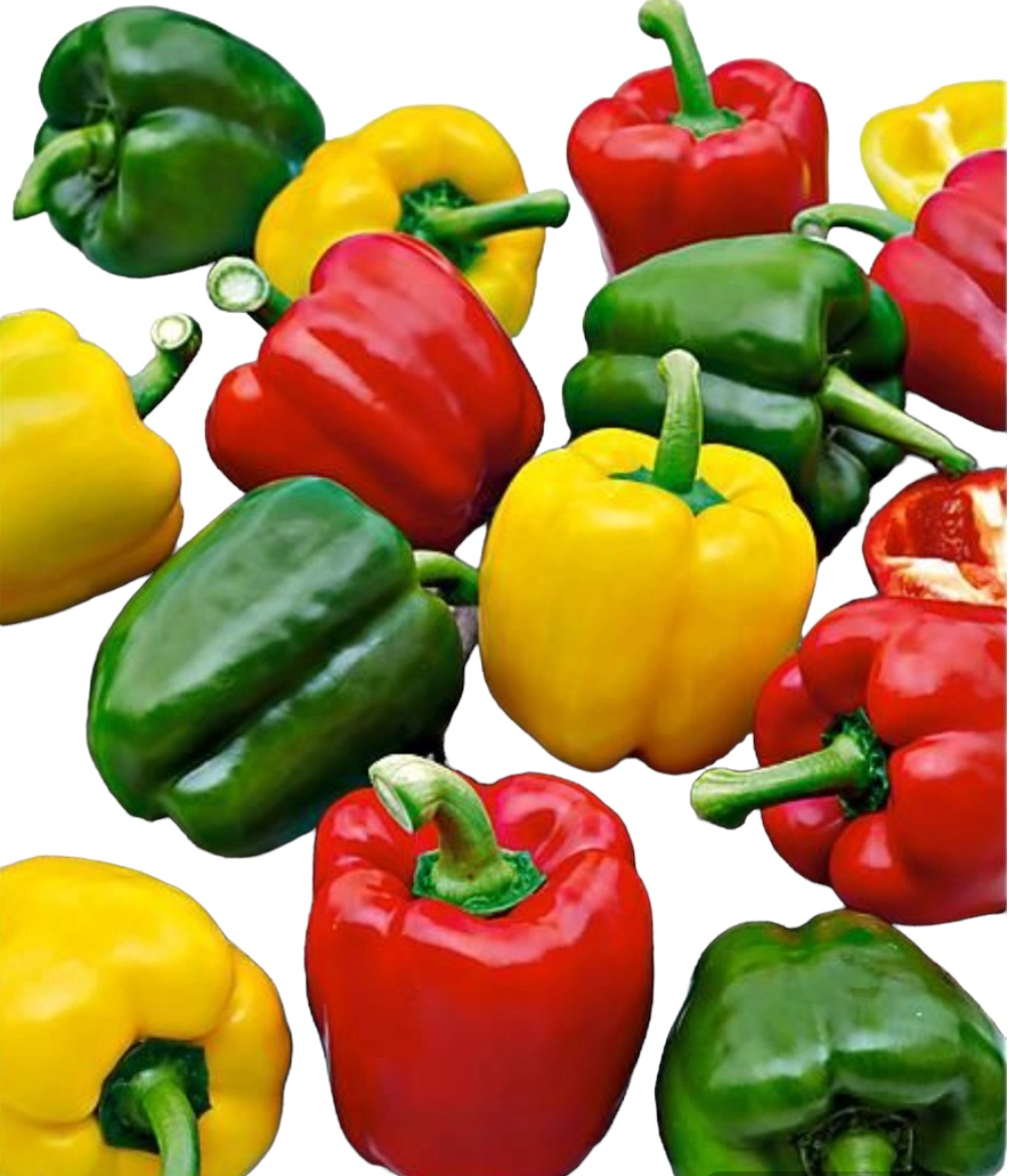 Bell pepper